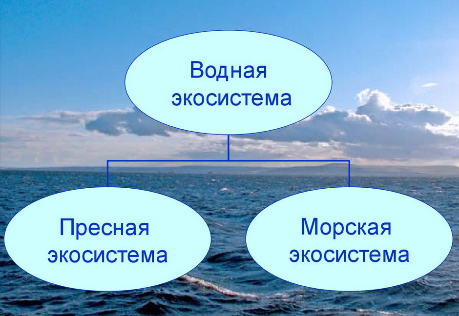 Контрольная работа по теме Экосистемы мирового океана